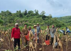 Kegiatan Ubinan Jagung bersama BPP Rongkop